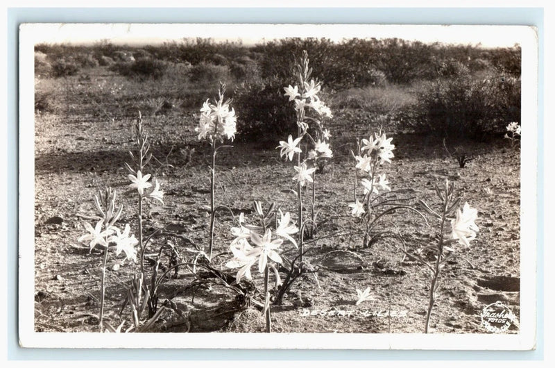 Vintage RPPC postcard featuring lilies blooming in a desert garden, black-and-white photo