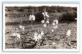 1945 Desert Lilies Flower Plant Nature RPPC Vintage Postcard Lily