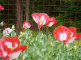 Danish Flag Red White Somn Poppy 1000+ Seeds  *Shelley aka PoppyQueen__ Garden Plants