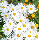 OX-EYE Daisy 100 -1000 Seeds Drought Tolerant Perennial Pollinators Sunflower Daisies