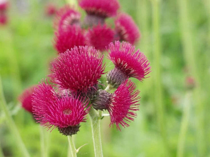 200+ Plume Thistle Seeds for Garden Planting - USA - FREE SHIPPING! Garden Plants