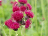 200+ Plume Thistle Seeds for Garden Planting - USA - FREE SHIPPING! Garden Plants