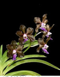 V tessellata X V Kultana Aroma   Orchids Seedling Orchids
