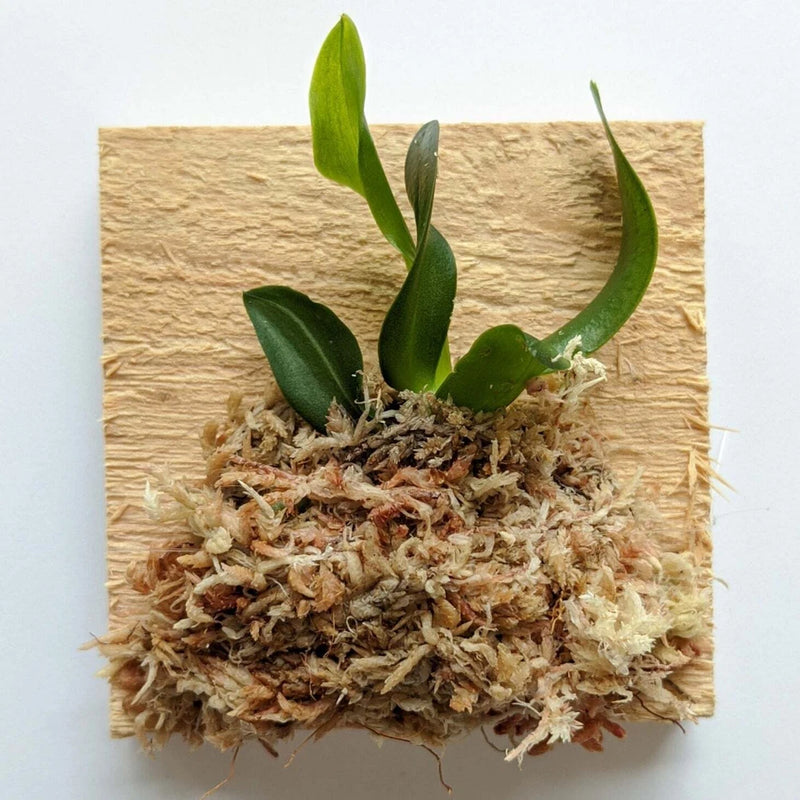 Green orchid plant with upright leaves in wood wool and moss base