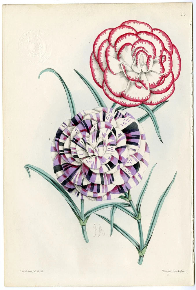 Antique floral print with red and striped carnations bouquet on light background