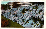 Hydrangea Ocean City New Jersey Flower Blooming 1931 White Border Postcard 10N Hydrangea