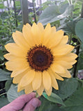 15 PROCUT PEACH SUNFLOWER SEEDS - Helianthus annuus Sunflower