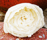 9 English Rose Juliet Rose White Sola Wood Flower Diffuser Flowers 8 cm Dia. Carnation