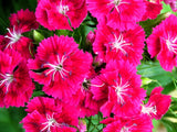 Live FROSTY FIRE DIANTHUS Allwoodii Plant - [Pint Pot] - Perennial Garden Plants