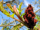 50 STAGHORN SUMAC TREE Rhus Typhina Yellow Flowers Red Berries Seeds Flowering Plants