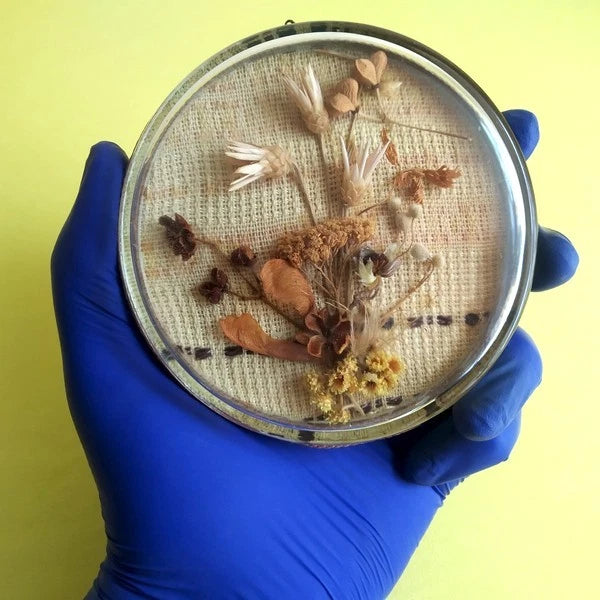 Handmade Herbarium under round glass 80s Time in glass Dried Flower