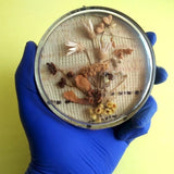 Handmade Herbarium under round glass 80s Time in glass Dried Flower