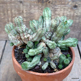 D1436 EUPHORBIA PSEUDOGLOBOSA BIG CAUDEX pot13-H11-W17 cm MaMa Cactus Green Plant