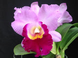 (211-2) Blc.Shannon Conner 'Pink Paradise'     young plant Orchids