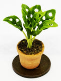 Dolls House Cheese Plant In A Ceramic Pot 1:12 Scale  Flower Garden P1 tumdee Flowering Plants