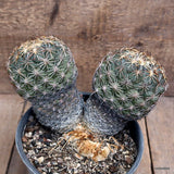 D2668 CORYPHANTHA RADIANS pot16-H14-W22 cm MaMa Cactus Green Plant