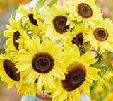Vibrant Lemon Queen Sunflower Seeds for Planting - Heirloom Non GMO Sunflower