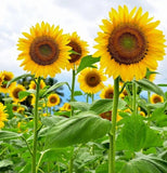 Mammoth Sunflower Seeds for Planting - Grow Giant Sun Flowers in Your Garden - N Garden Plants