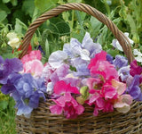Lathyrus odoratus, Sweet Pea, Cupid Dwarf Mixed - 20 Sementes Flowering Plants
