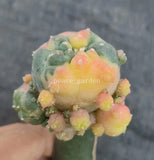 LW cactus variegated Succulent Plant Garden DŽcor Boutique degrafted 5-7cm Garden Plants