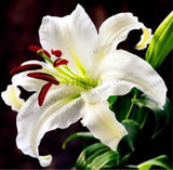 20 SEEDS for White LILY RARE flower exotic bush home garden plant USA Seller Lily