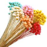 300 Stems Dried Flowers Brazilian Small Star Daisy Decorative Flowers Colorful Dried Flower