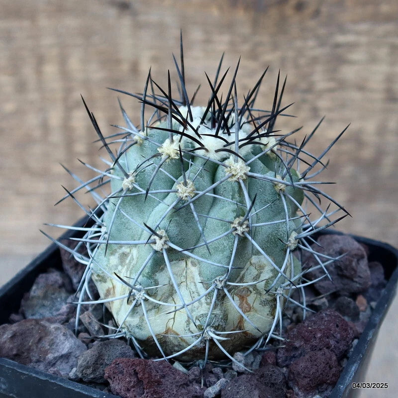 D3524 COPIAPOA IMBRICATA pot10-H8-W6 cm MaMa Cactus Green Plant