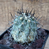 D3524 COPIAPOA IMBRICATA pot10-H8-W6 cm MaMa Cactus Green Plant