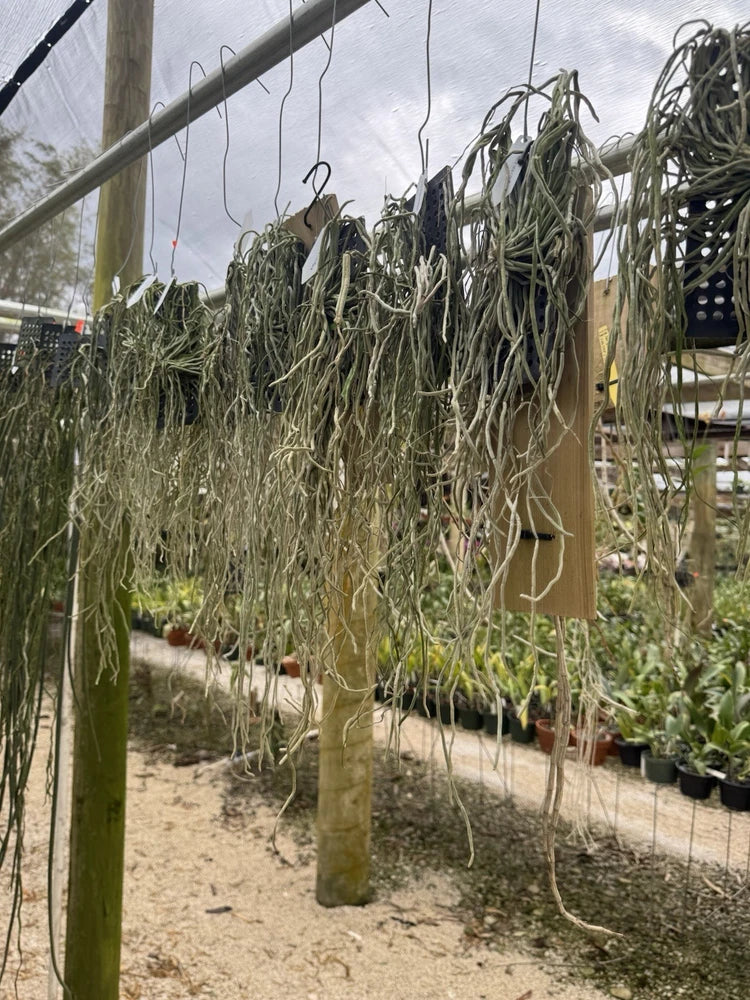 Mounted tropical orchid plants with trailing green foliage and exposed roots
