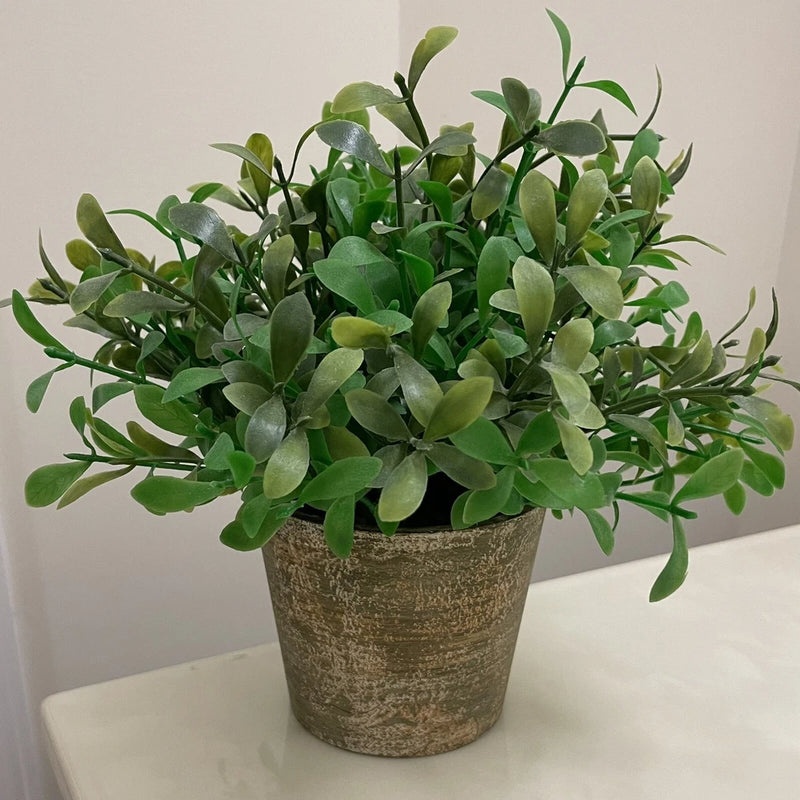 Decorative Plant Vibrant Mediterranean Green Rustic Planter Cottage Kitchen Home Green Plant