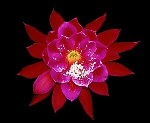 Orchid cactus bloom with magenta-red petals and yellow center.