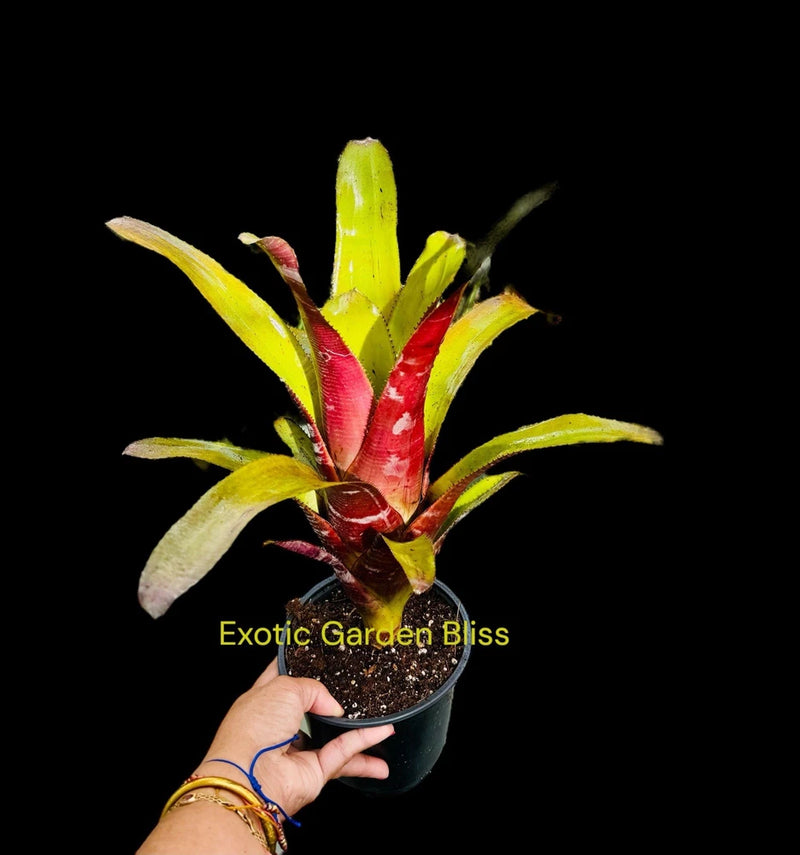 Colorful bromeliad plant in small pot with green, yellow, and red leaves