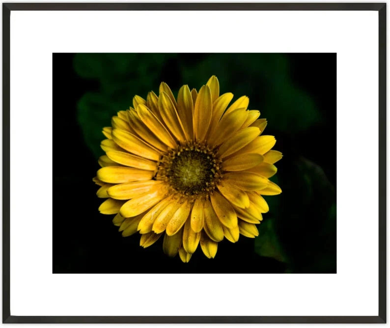 Limited Edition Yellow Sunflower Plant Flower Macro Photography by Tripp Print Sunflower