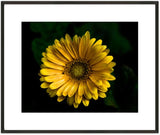 Limited Edition Yellow Sunflower Plant Flower Macro Photography by Tripp Print Sunflower