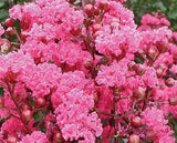 20 SEEDS for Candy Pink CRAPE MYRTLE rare flower exotic tree plant USA Seller Flowering Plants