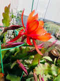 2x Epiphyllum, Purple Orange Orchid Cactus - Quynh Hoa 8"-14" cutting Orchids