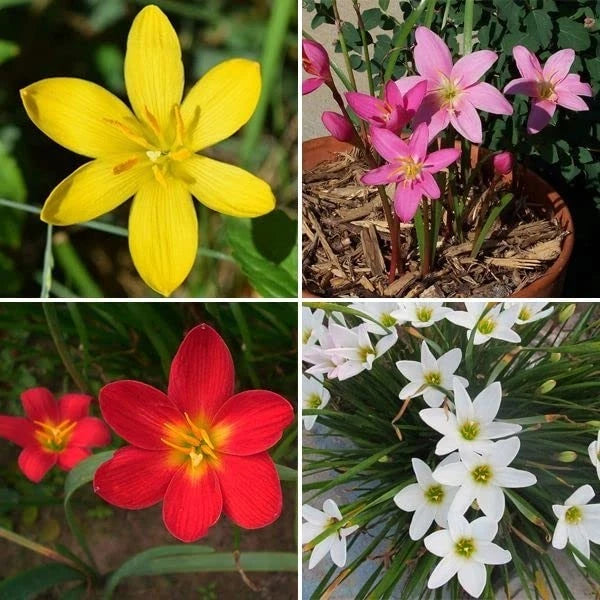 GREENS Rain Lily/Zephyranthes Lily Imported Multicolor Flower Bulbs Set Of10 Lily