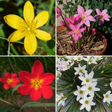 GREENS Rain Lily/Zephyranthes Lily Imported Multicolor Flower Bulbs Set Of10 Lily