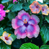 30pcs Multicolor Hibiscus Seeds - Rare Non-GMO Heirloom Variety for Your Garden Flowering Plants