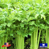 600 Tendercrisp Celery Fresh Seeds Non-GMO Heirloom Garden Garden Plants