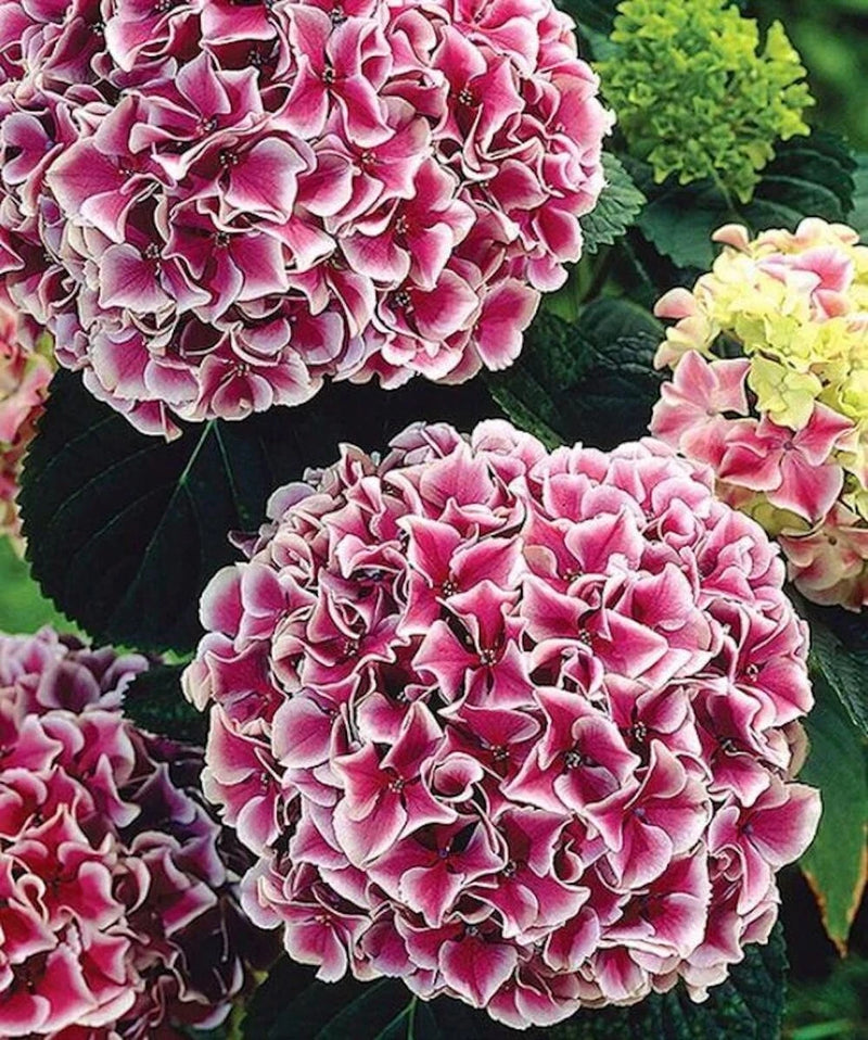 20 SEEDS for Maroon White HYDRANGEA RARE flower exotic bush plant USA Seller 9B Flowering Plants
