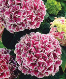 20 SEEDS for Maroon White HYDRANGEA RARE flower exotic bush plant USA Seller 9B Flowering Plants