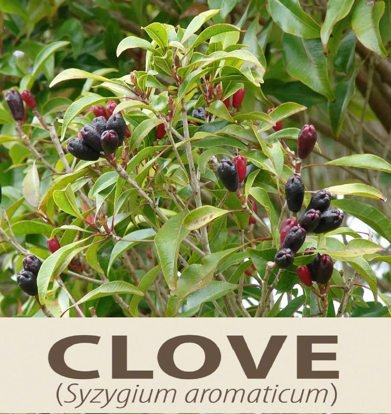 Clove plant with green leaves and dark red bud clusters