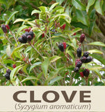 ~CLOVE~ Syzygium aromaticum Aromatic ANCIENT SPICE HAWAII Seller NO PHYTO req'd Green Plant