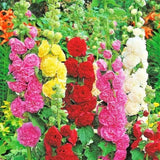 200+ HOLLYHOCK MIX SEEDS - HUGE FLOWERS - BEES BUTTERFLIES ---------------- RARE Garden Plants