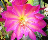 Pegasus Epiphyllum Orchid Cactus FRESH Cutting 8-10