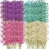 200 Pcs Dried Baby's Breath Flowers Preserved Baby's Breath Pressed Gypsophil... Dried Flower