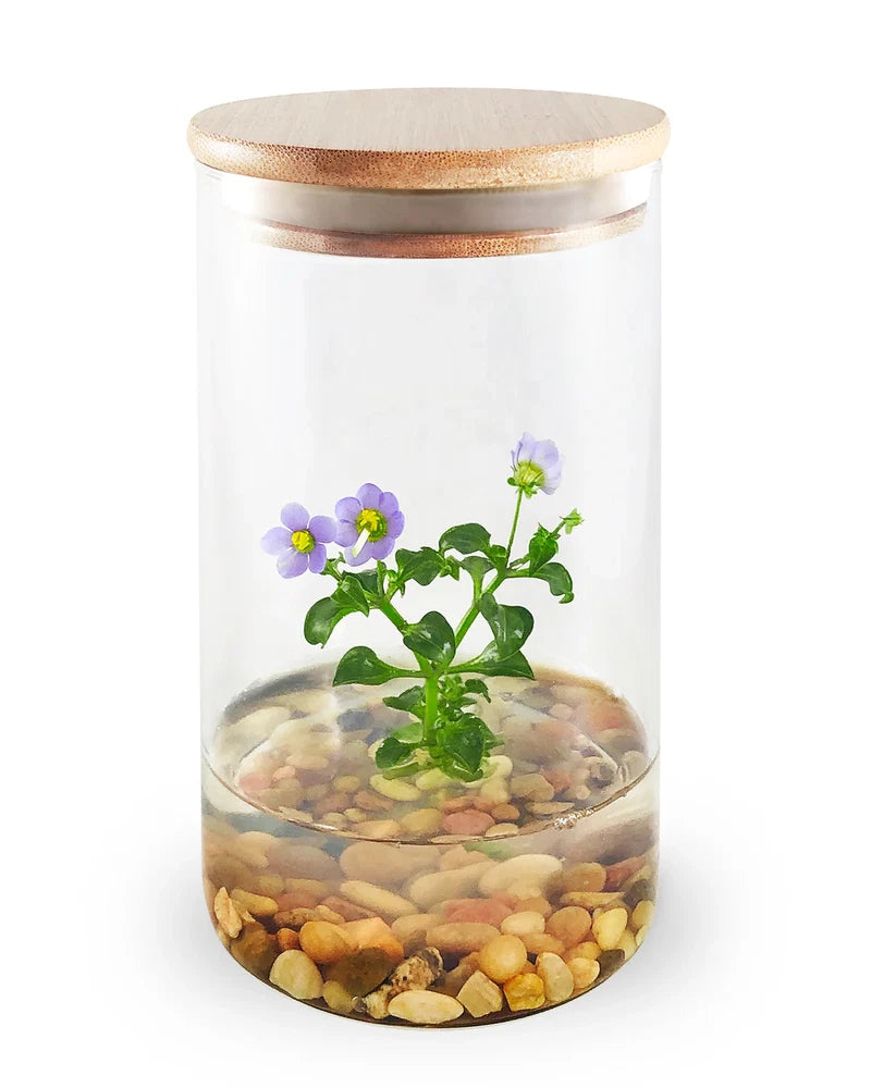 Glass terrarium jar with violet flowers, green leaves, and decorative stones