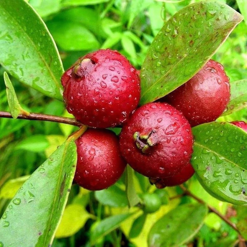 50+ Red Indian (Cherry) Guava Seeds for Garden Planting - USA - FREE SHIPPING! Garden Plants