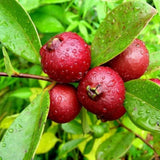 50+ Red Indian (Cherry) Guava Seeds for Garden Planting - USA - FREE SHIPPING! Garden Plants